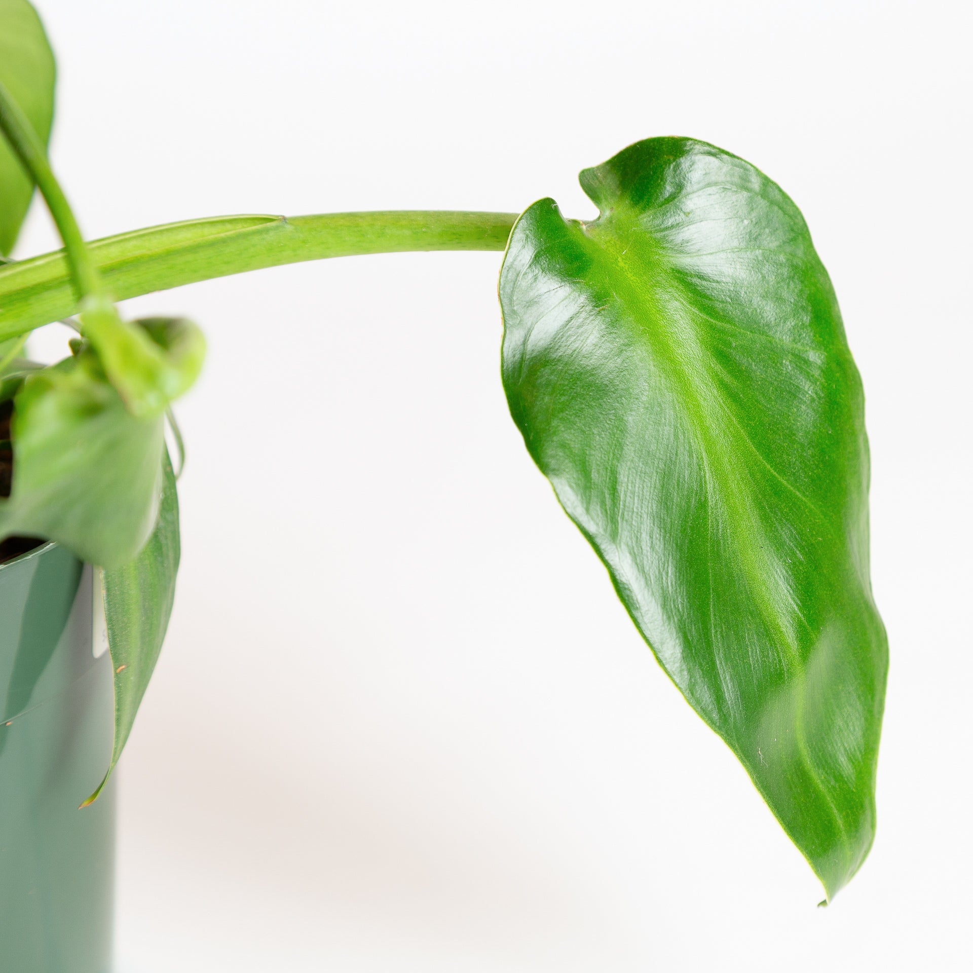 Philodendron Rygosum 8" - Urban Sprouts