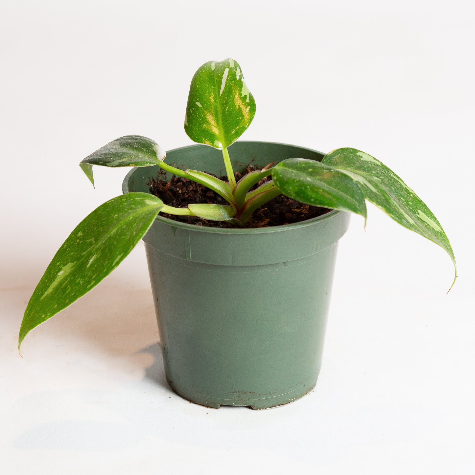 Philodendron 'White Princess' 4" - Urban Sprouts