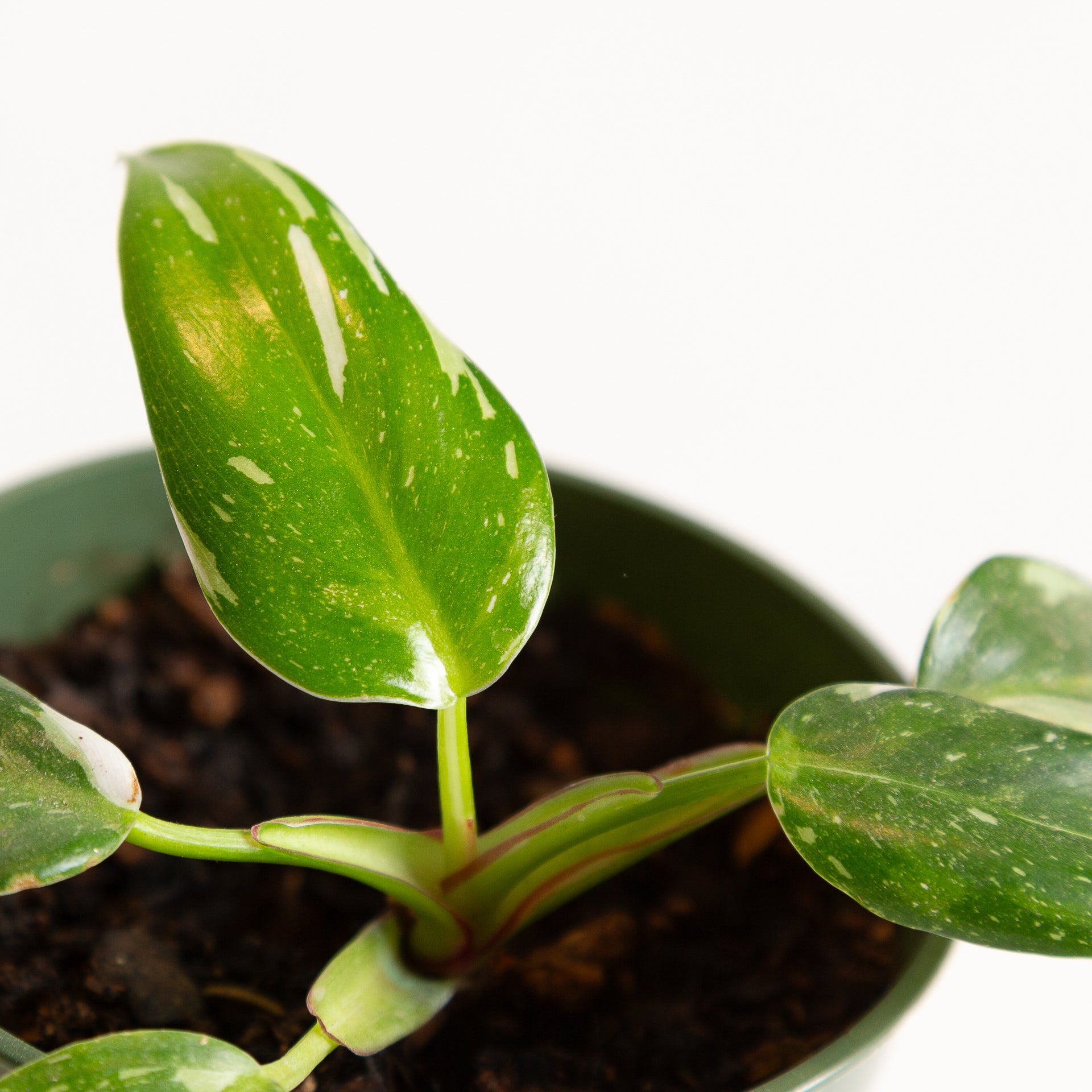 Philodendron 'White Princess' 4" - Urban Sprouts