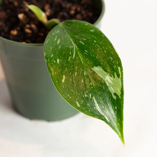 Philodendron 'White Wizard' 4"