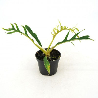 Philodendron 'bipinnatifidum tortum' 4" - Urban Sprouts