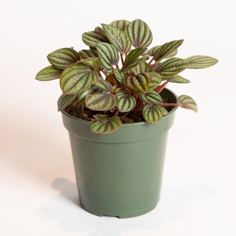 Peperomia 'Piccolo Banda' 4"