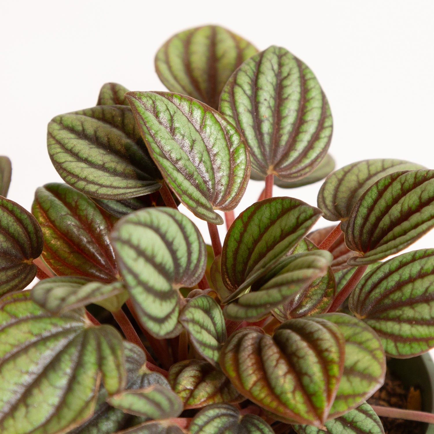 Peperomia 'Piccolo Banda' 4"