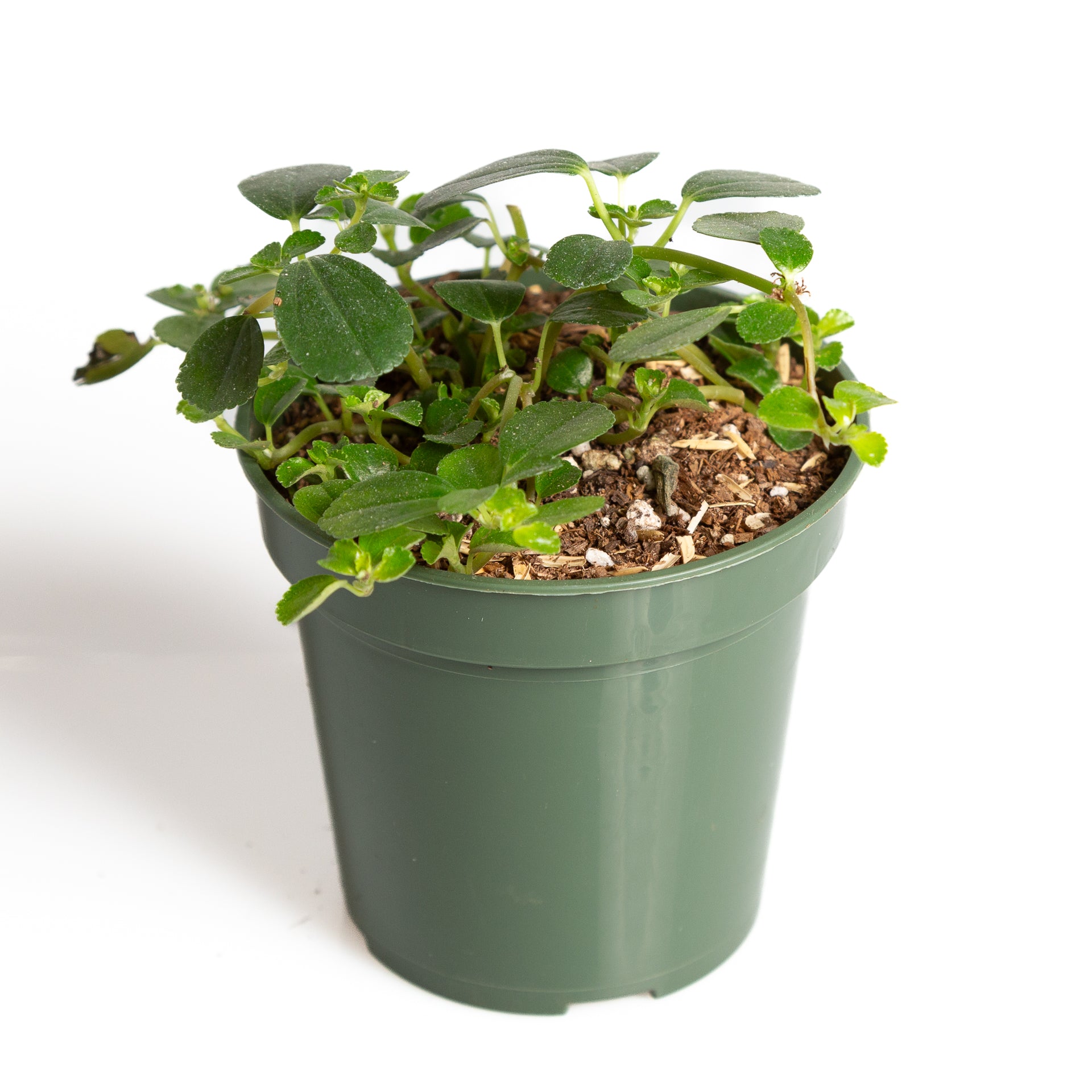 Pilea 'Artillery Plant' 4" - Urban Sprouts