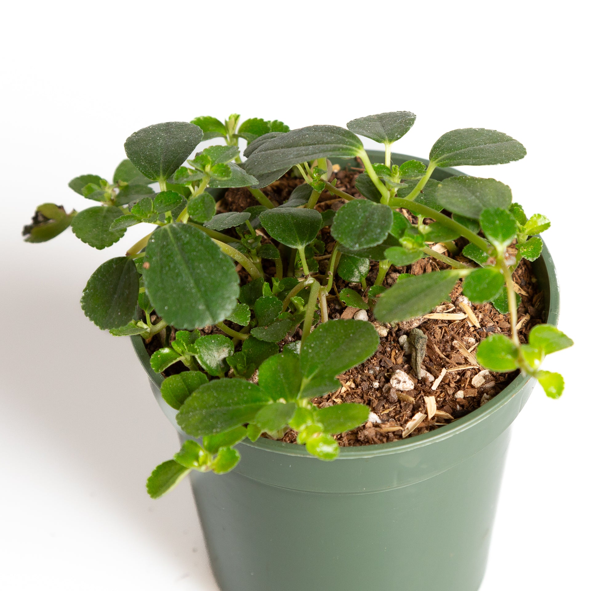 Pilea 'Artillery Plant' 4" - Urban Sprouts