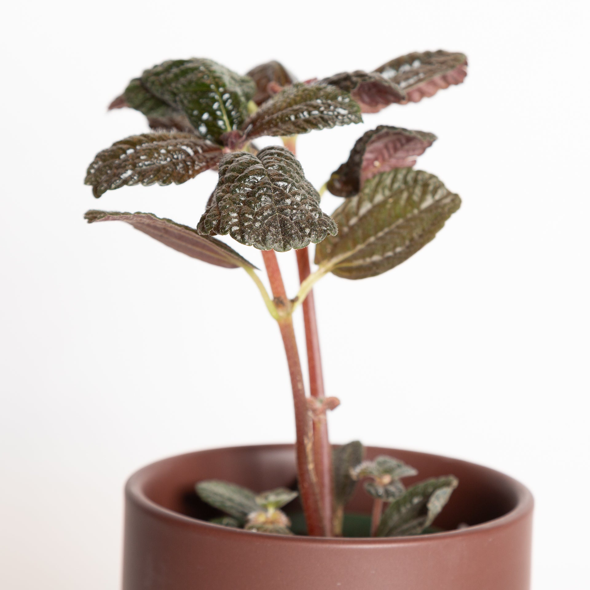 Pilea 'Chocolate Leaf' 4" - Urban Sprouts