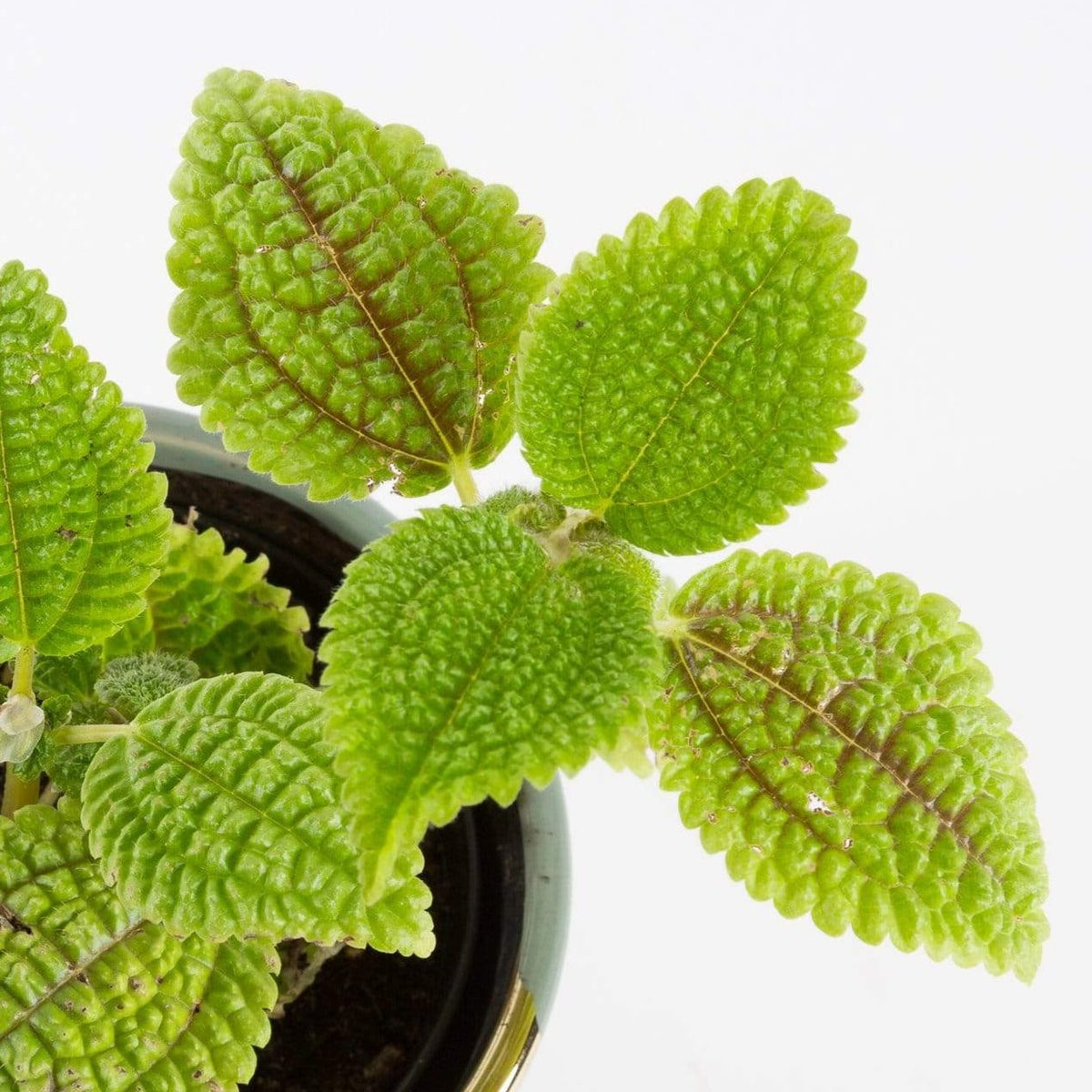 Pilea 'Friendship Plant - Moon Valley' 4" - Urban Sprouts