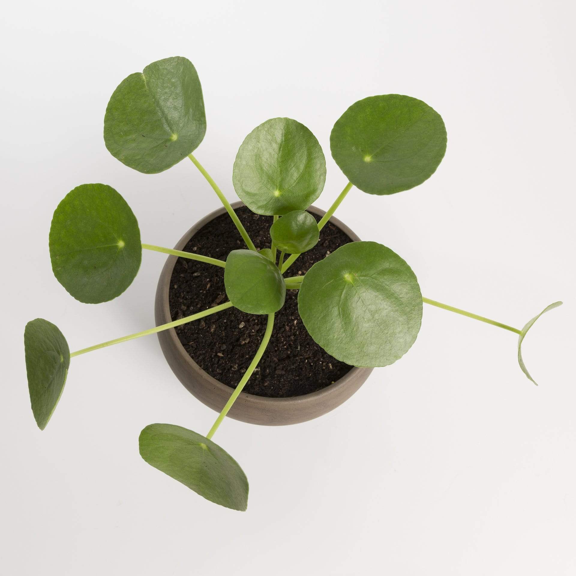 Urban Sprouts Plant Pilea 'Money Plant'