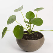 Urban Sprouts Plant Pilea 'Money Plant'