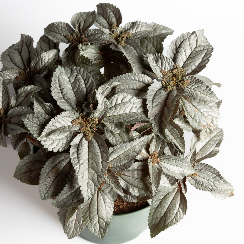 Pilea 'Silver Cloud' 8" - Urban Sprouts