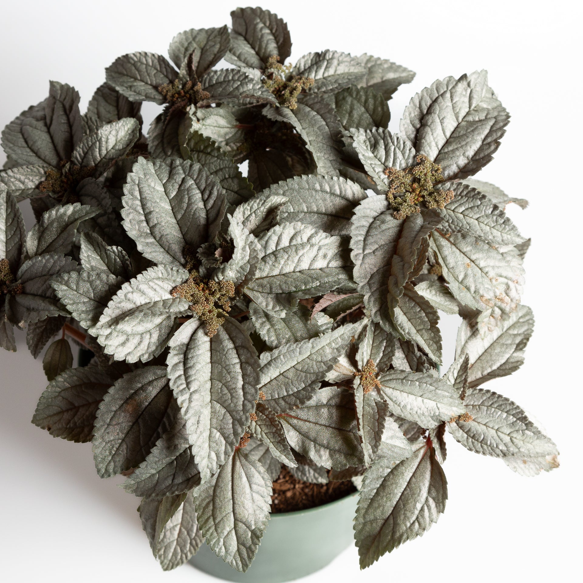 Pilea 'Silver Cloud' 8" - Urban Sprouts