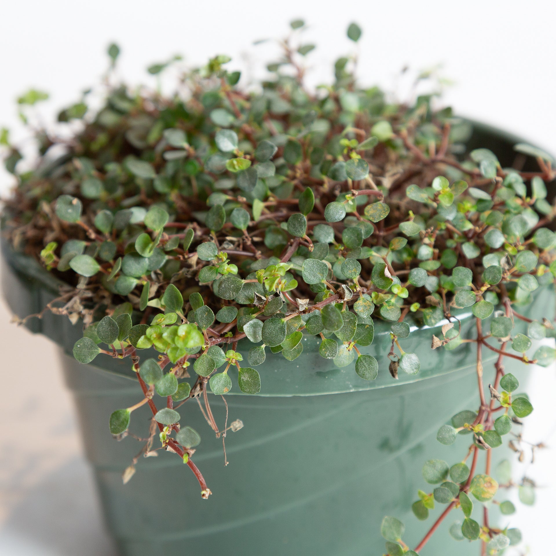 Pilea 'Silver Sparkle' 6" - Urban Sprouts