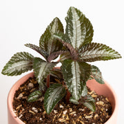 Pilea 'Silver Tree' 4" - Urban Sprouts