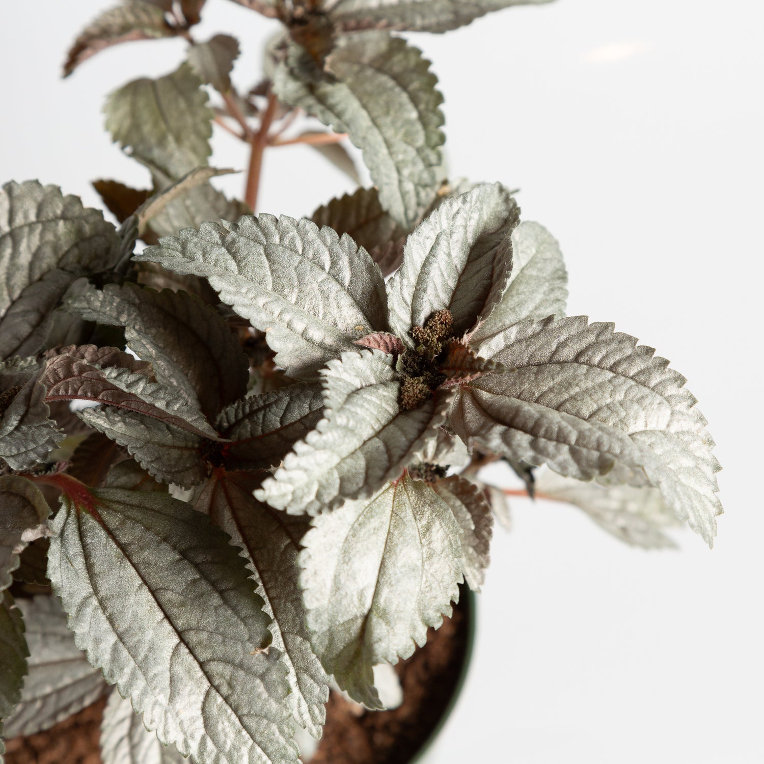 Pilea 'Silver Cloud' 6"