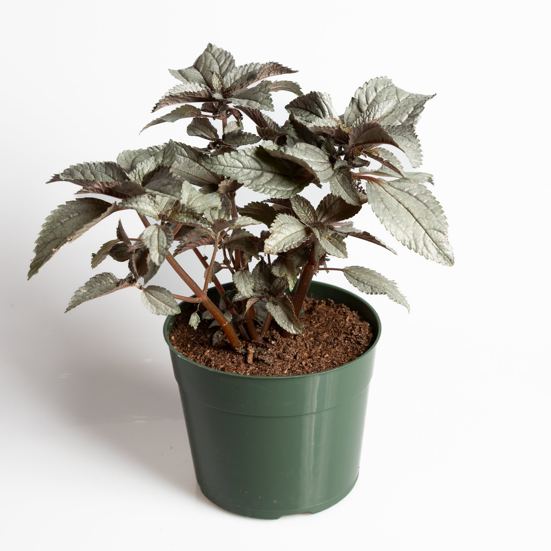 Pilea 'Silver Cloud' 6" - Urban Sprouts