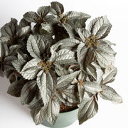 Pilea 'Silver Cloud' 8" - Urban Sprouts