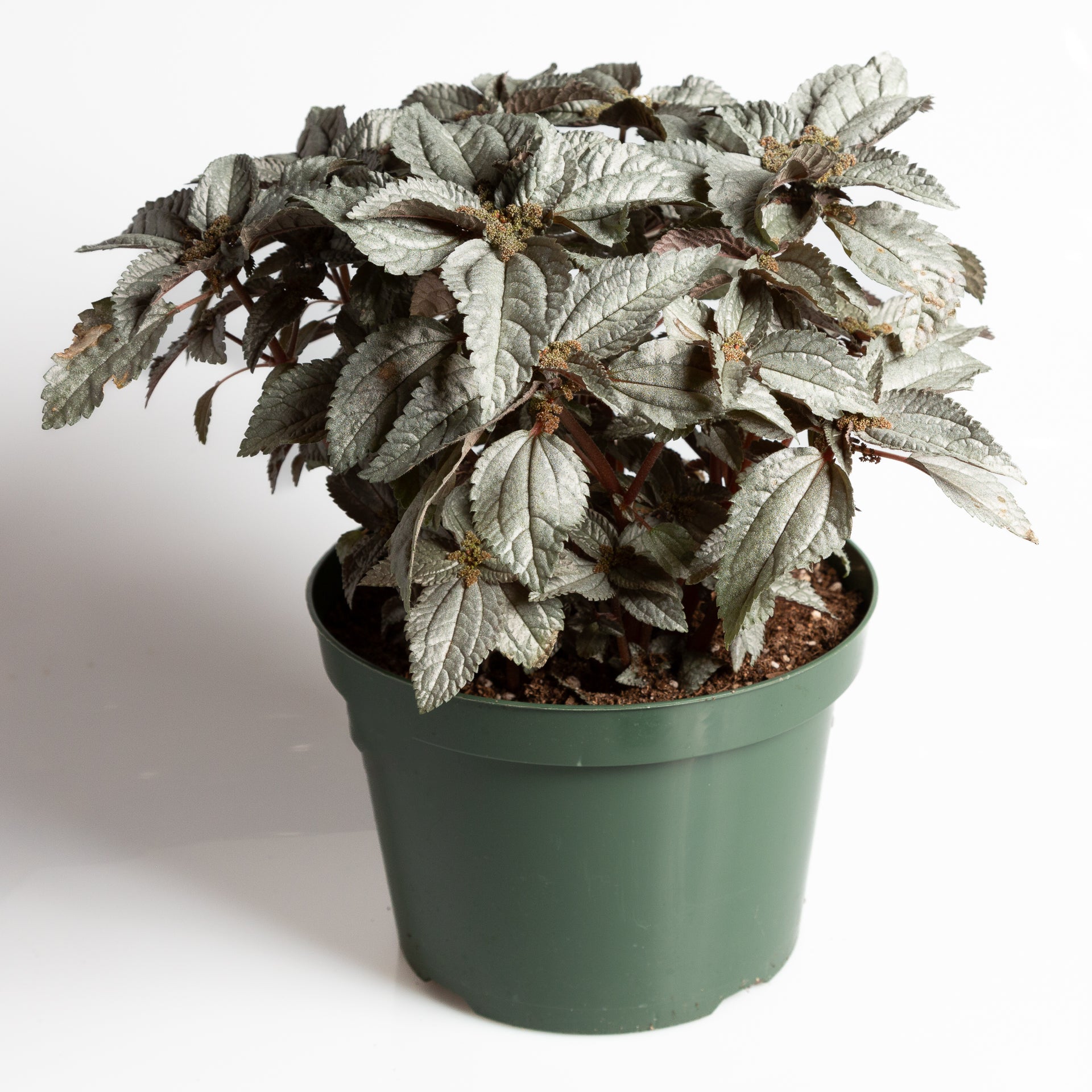 Pilea 'Silver Cloud' 8" - Urban Sprouts