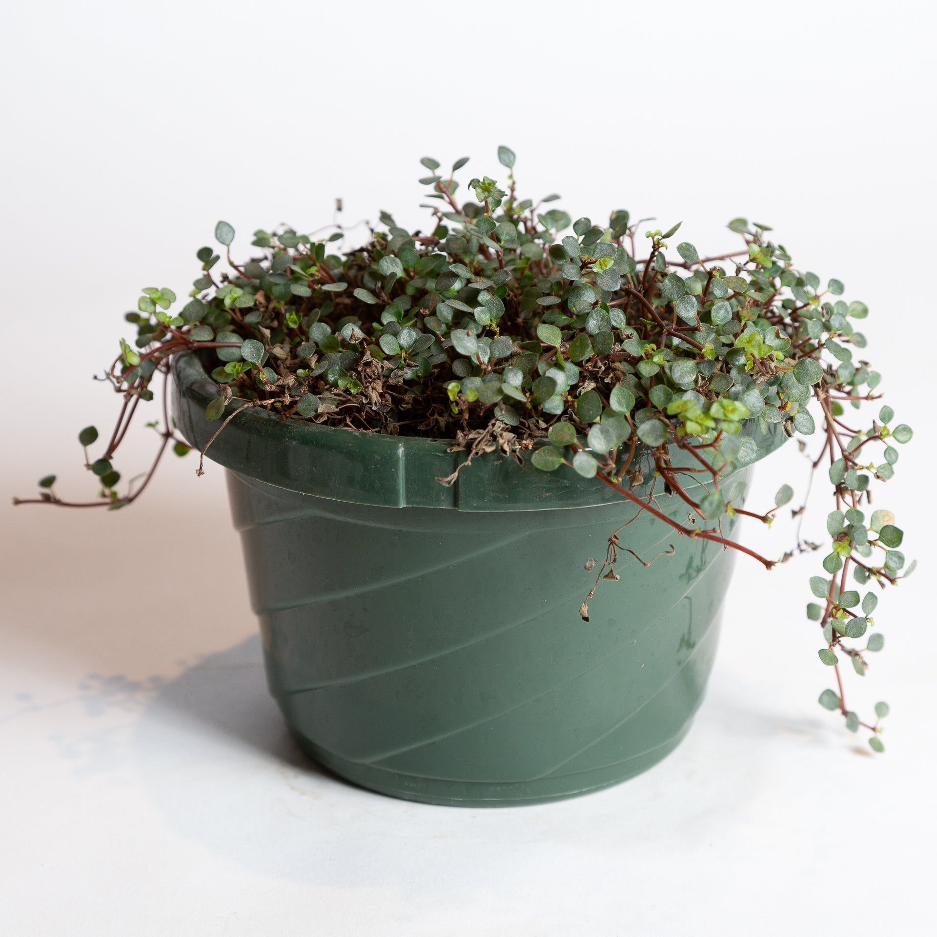 Pilea 'Silver Sparkle' 6" - Urban Sprouts