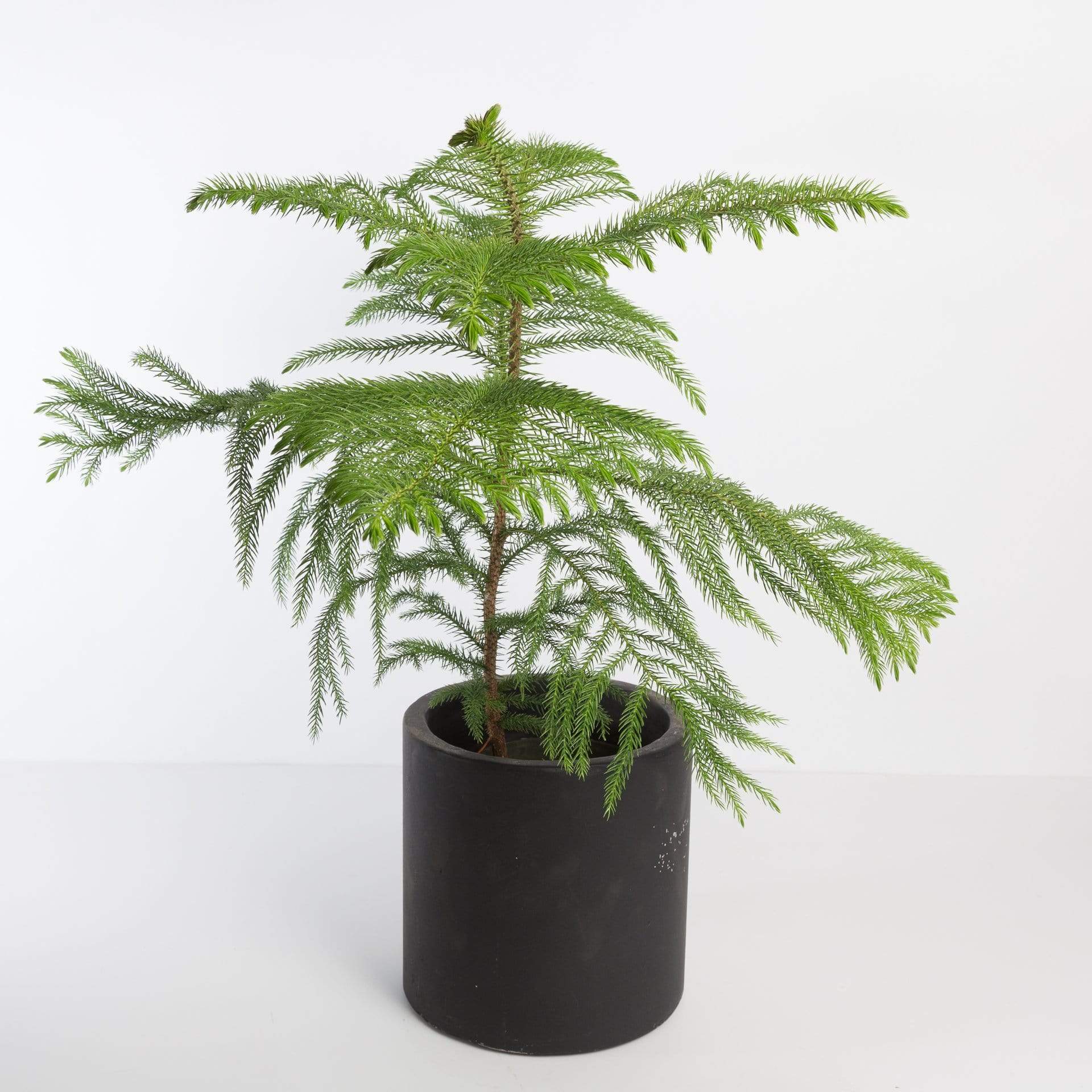 pine indoor plant Pine 'Norfolk Island' 6" – Urban Sprouts