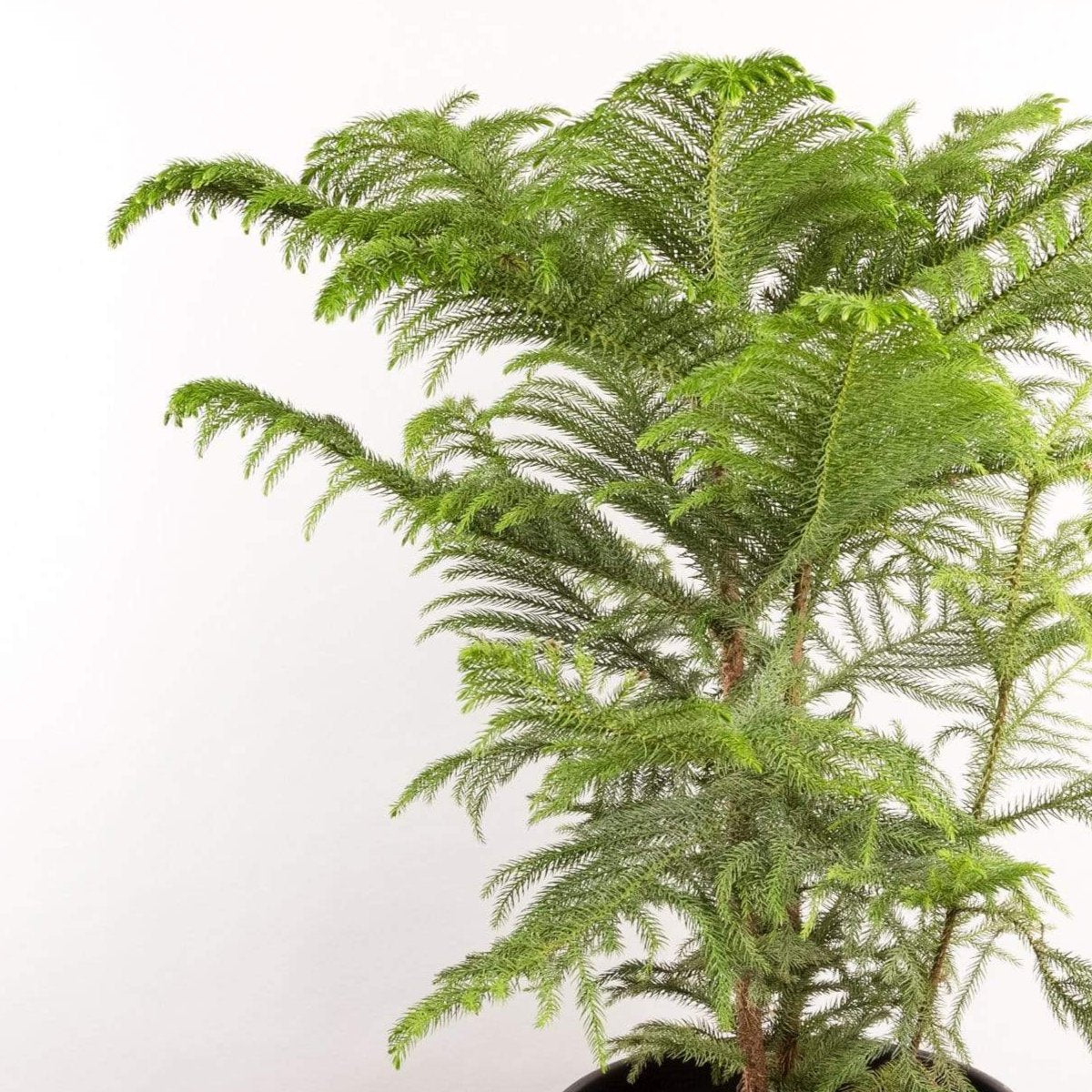 Pine 'Norfolk Island' 10" - Urban Sprouts