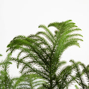 Pine 'Norfolk Island' 10" - Urban Sprouts