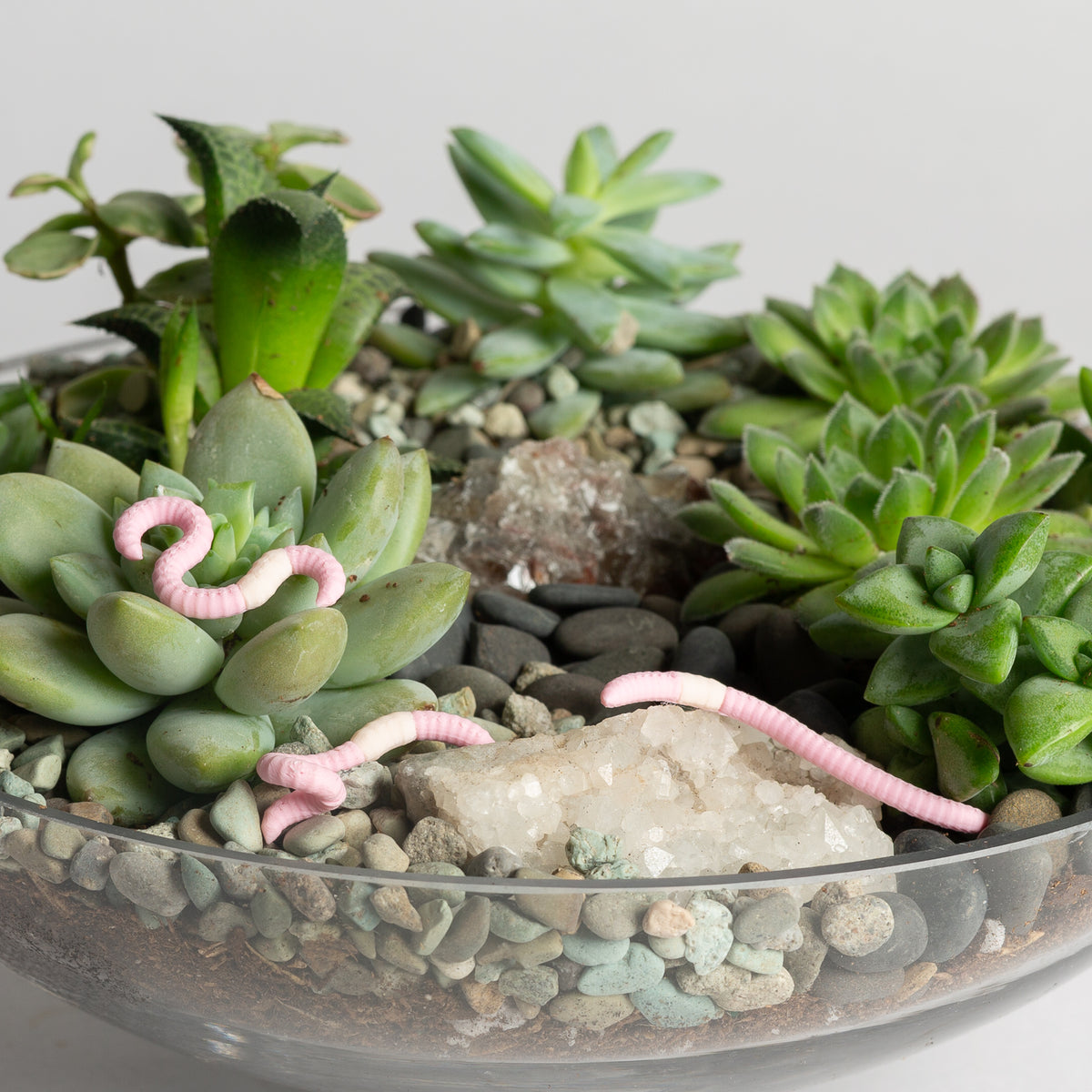 Pink Earthworm Mini Asst. - Urban Sprouts