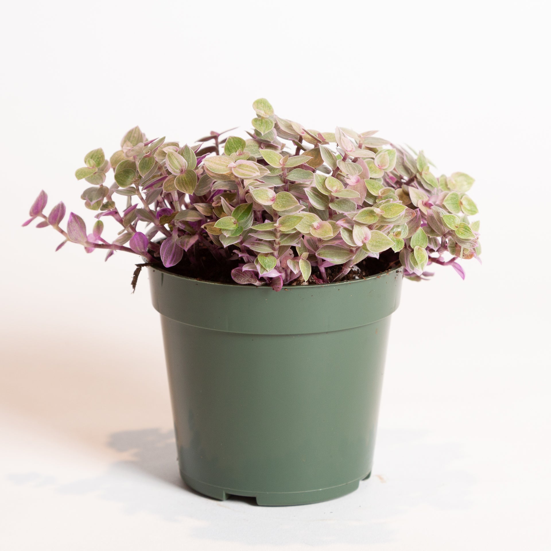 Turtle Vine 'Creeping Inch Plant - Pink Lady' 4" XL - Urban Sprouts