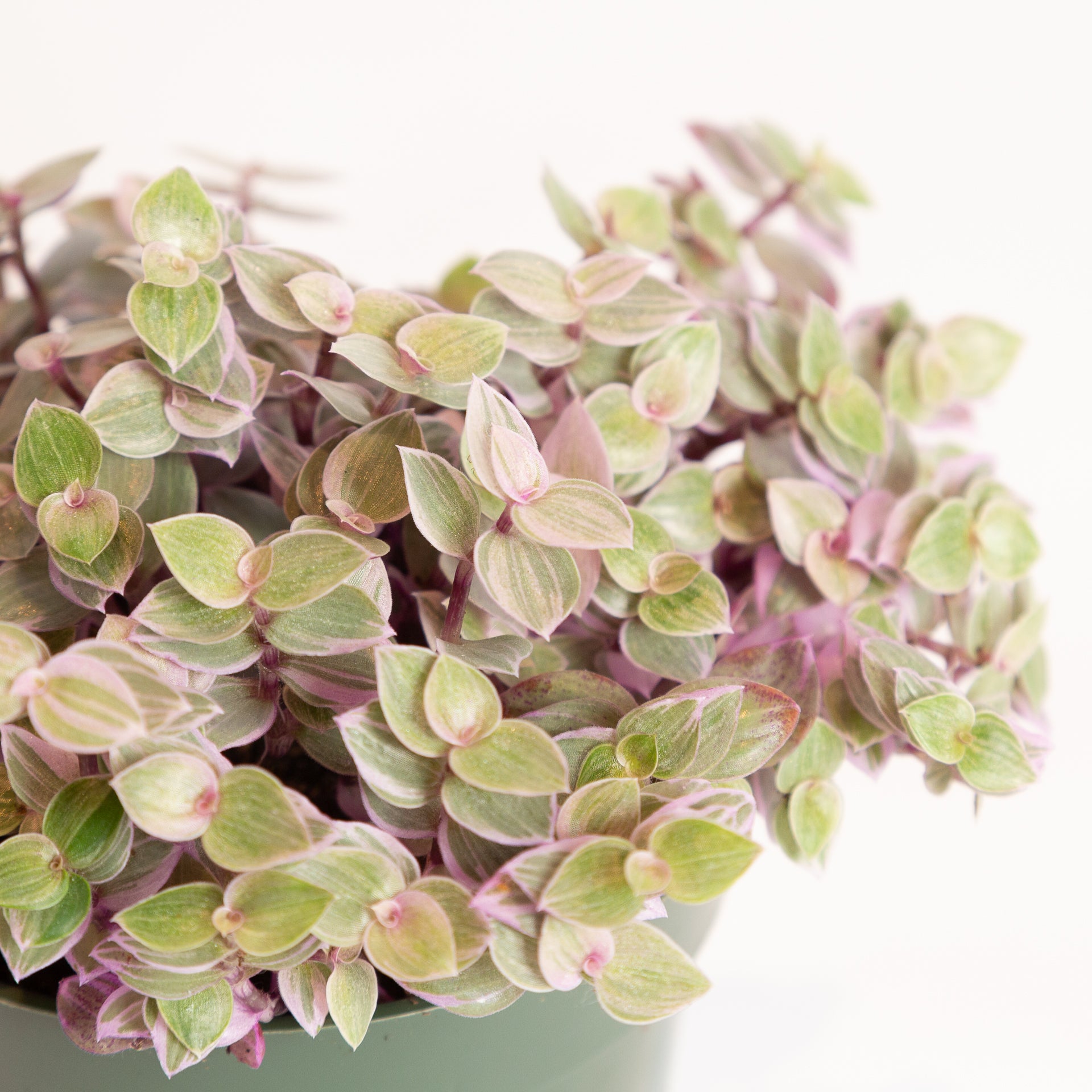 Turtle Vine 'Creeping Inch Plant - Pink Lady' 4" XL - Urban Sprouts