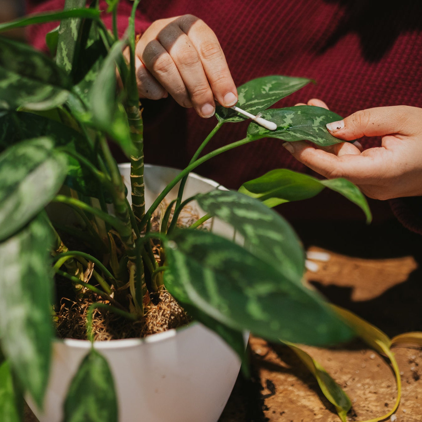 Schedule Clinic Intake - Urban Sprouts