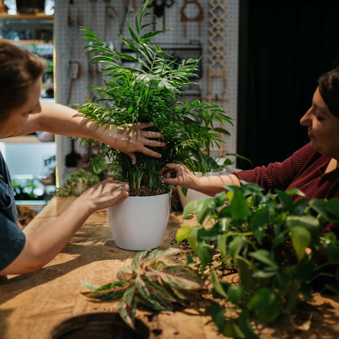 Plant Consultation/ Lesson - Urban Sprouts