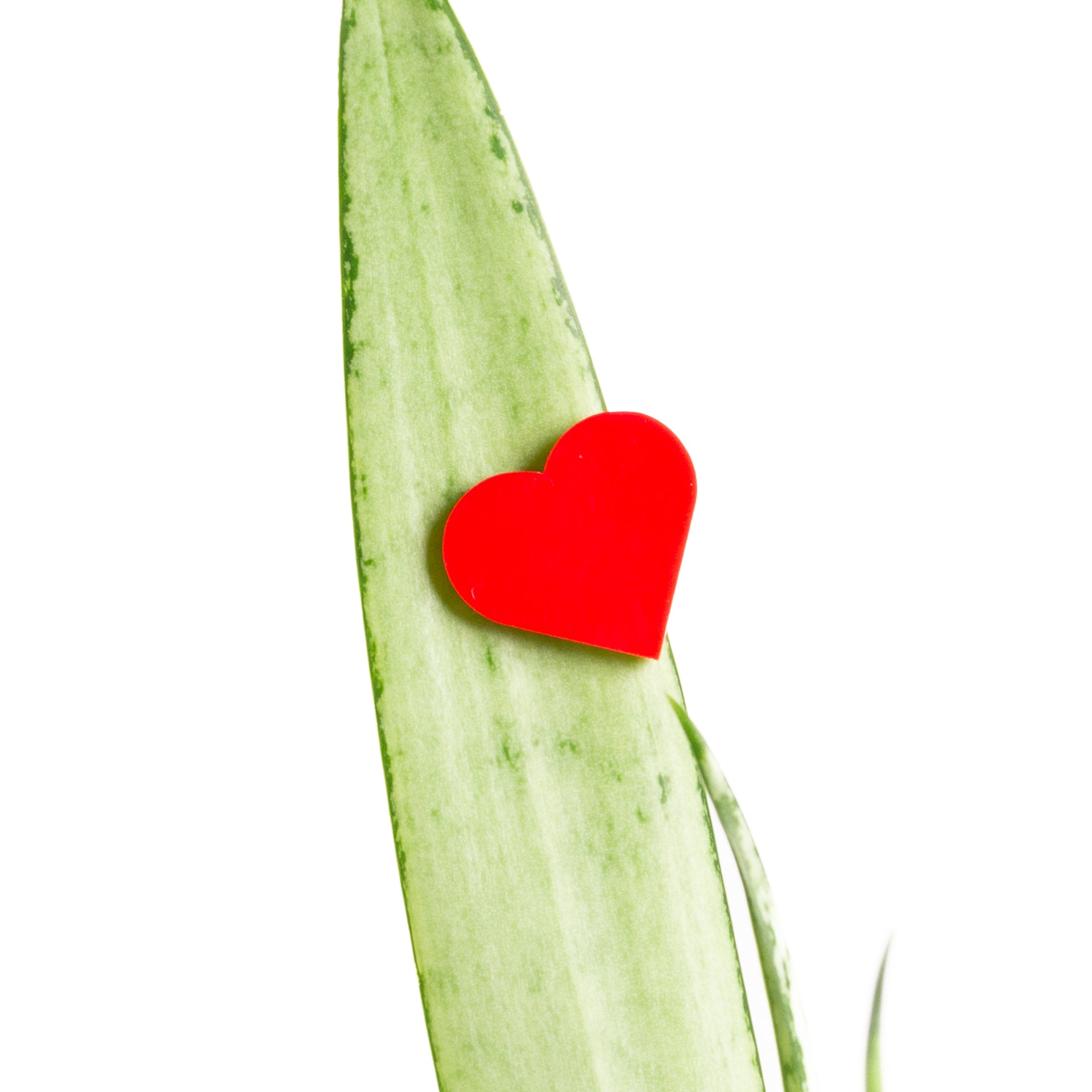 Plant Peepers - Red Hearts - Urban Sprouts