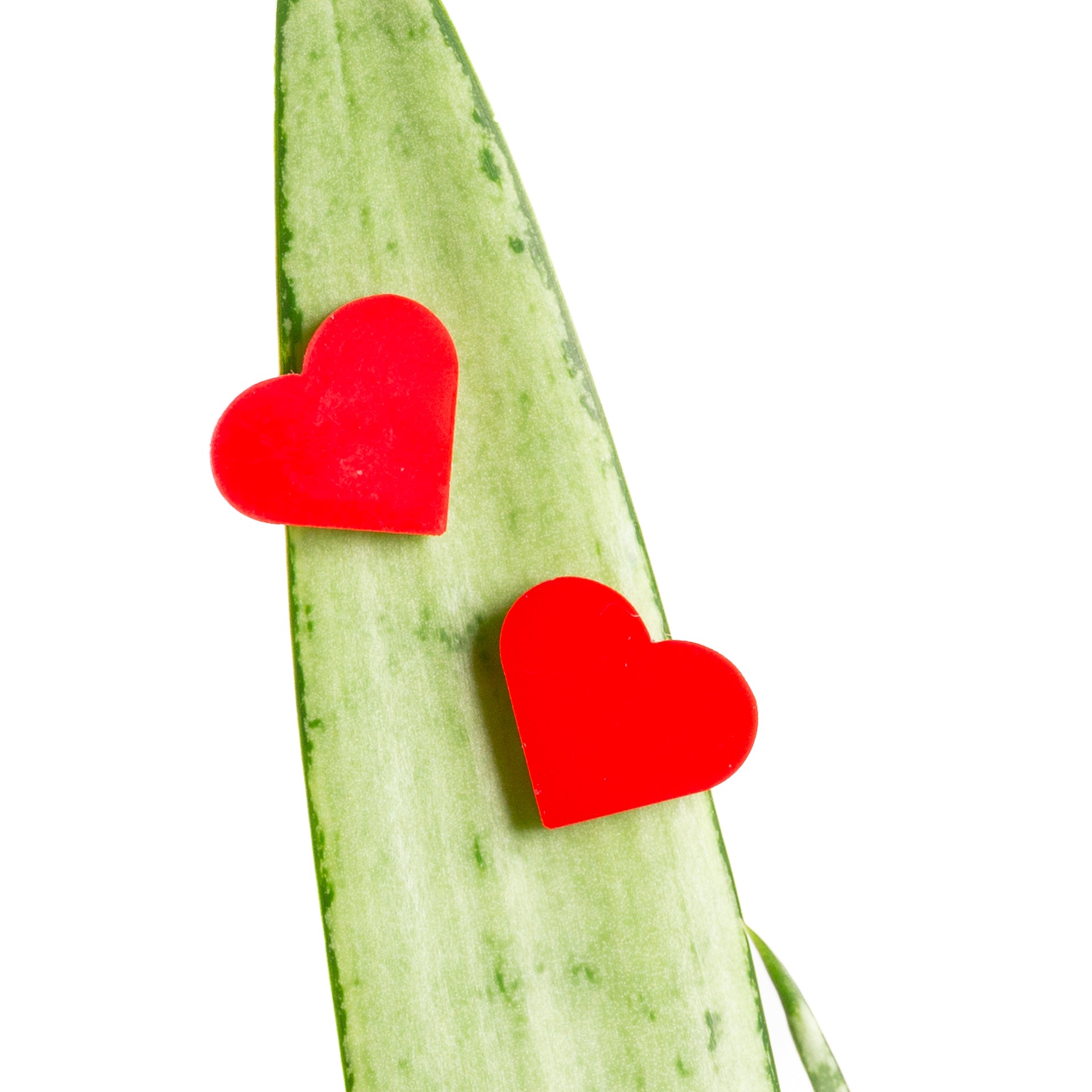 Plant Peepers - Red Hearts - Urban Sprouts
