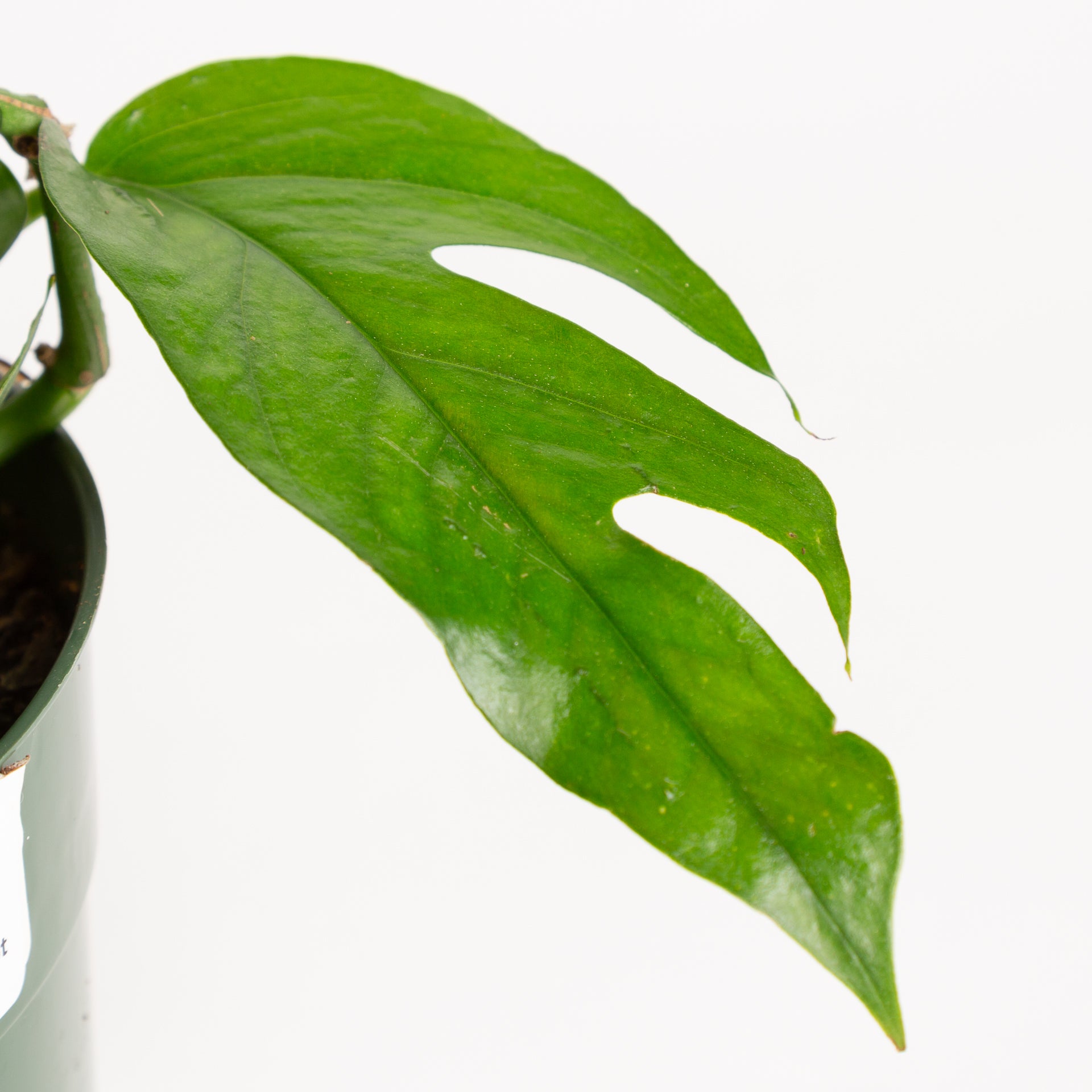 Pothos 'Baltic Blue' 6" - Urban Sprouts