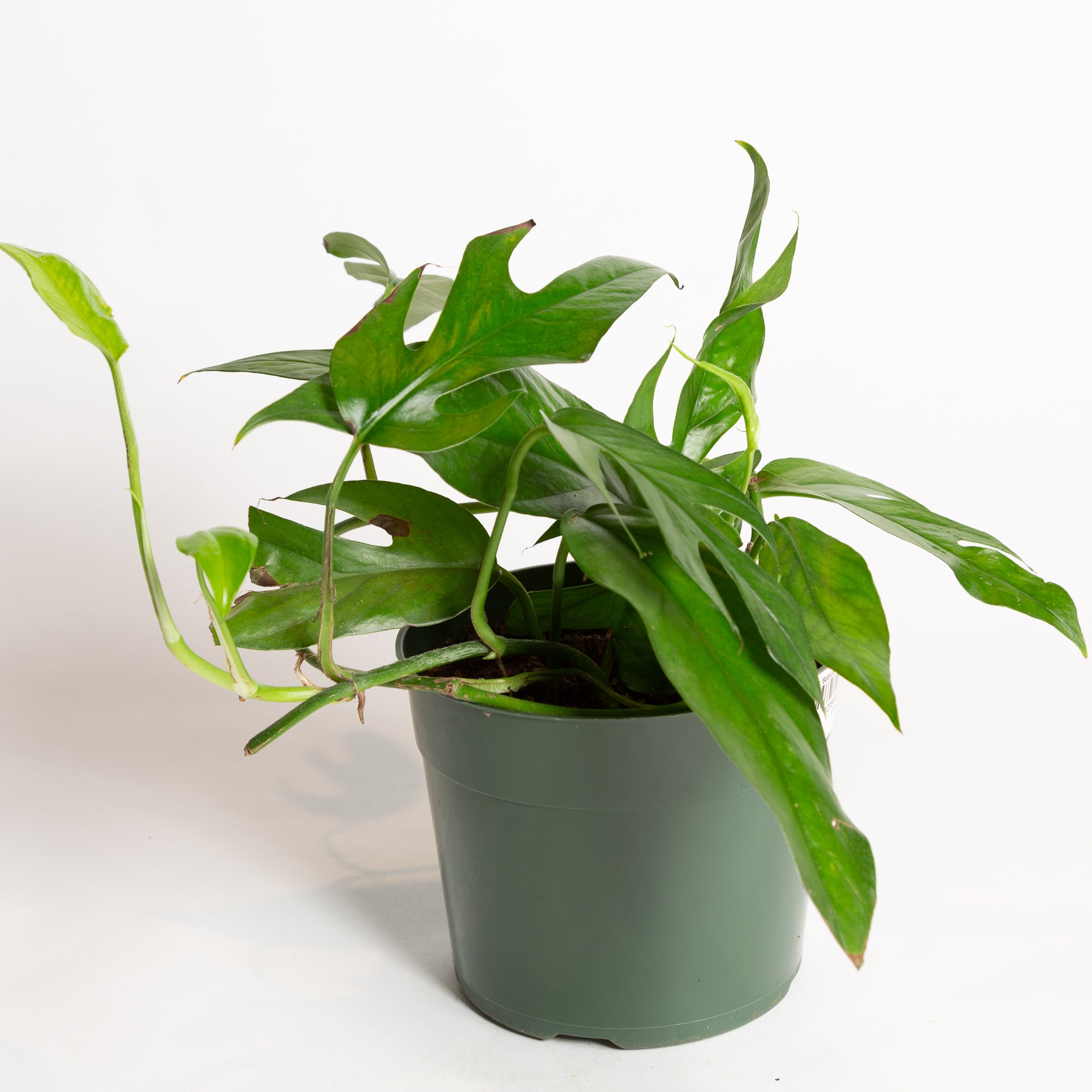 baltic pothos Pothos 'Baltic Blue' 6" – Urban Sprouts