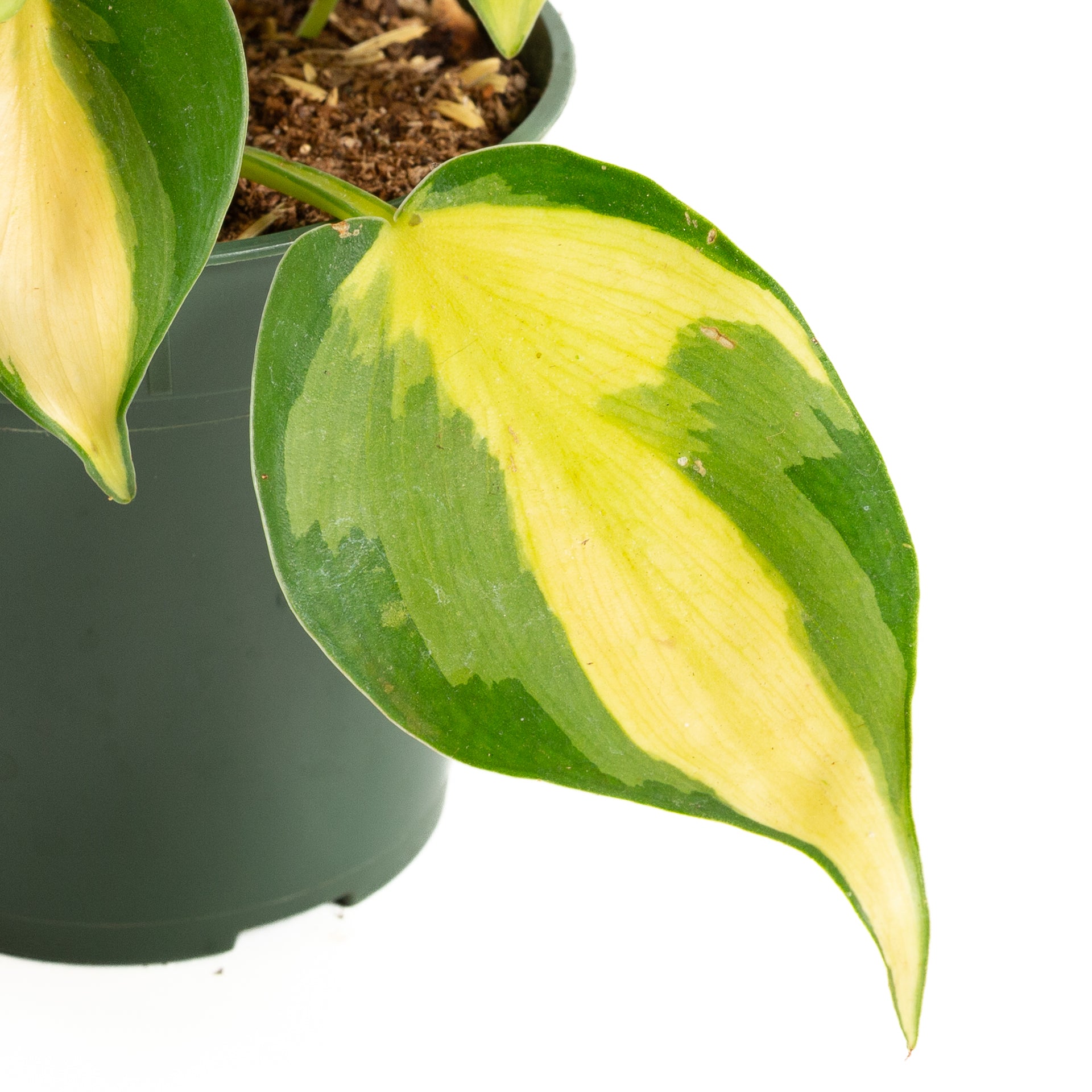 Pothos 'Brasil' 4" - Urban Sprouts