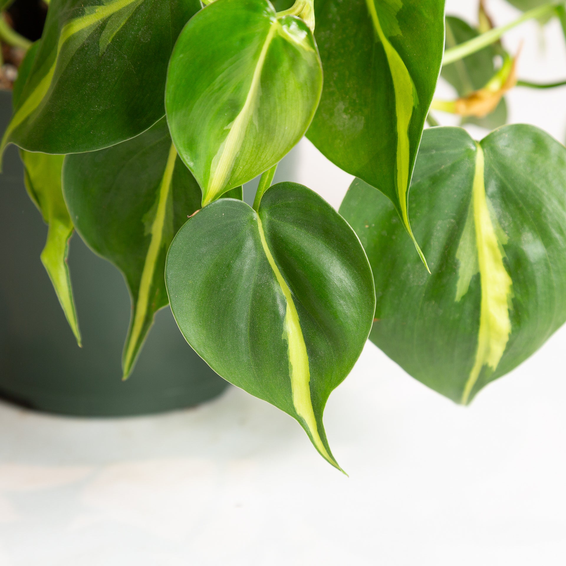 Pothos 'Brasil' 6" - Urban Sprouts