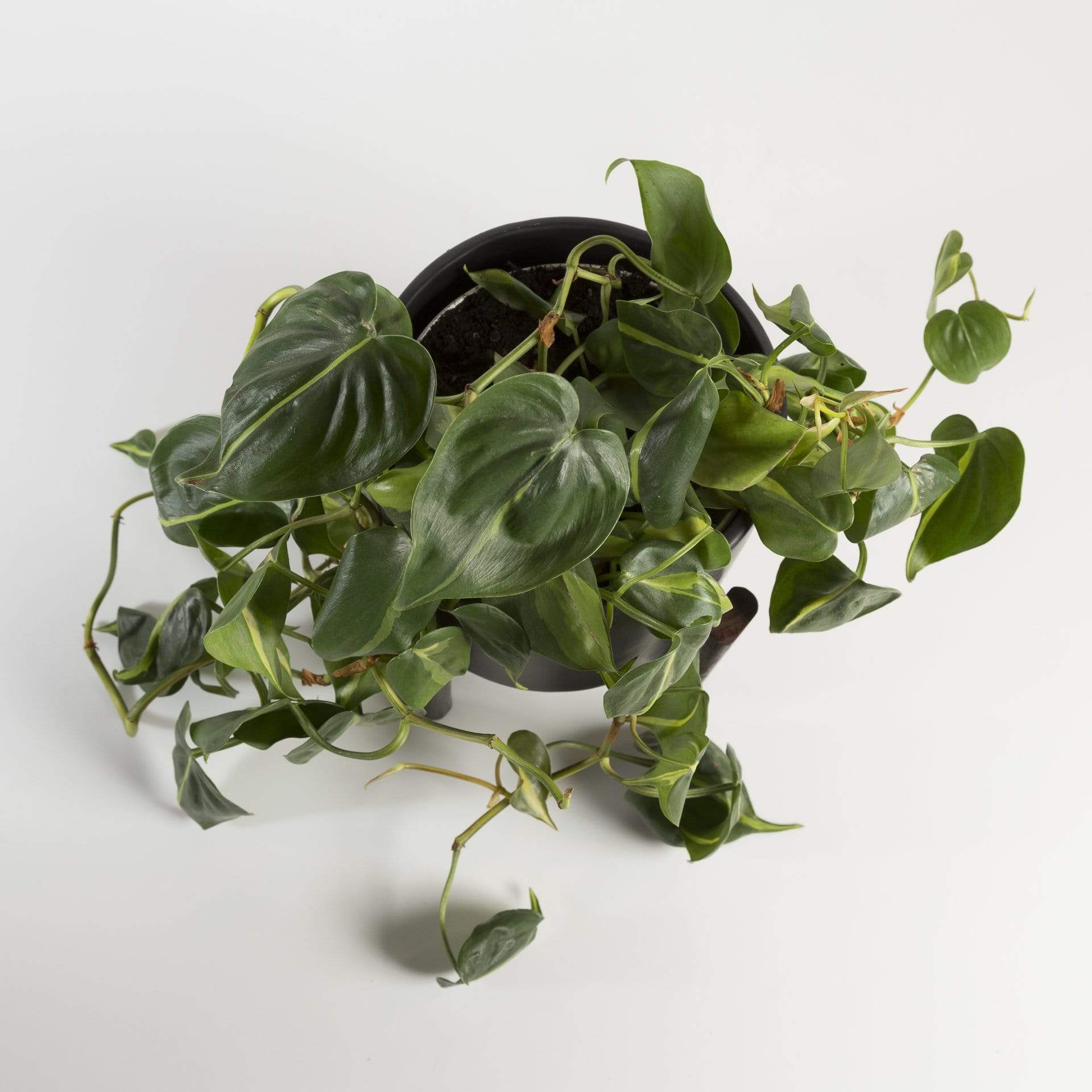 Urban Sprouts Plant 6" Extra Long in nursery pot Pothos 'Brasil'