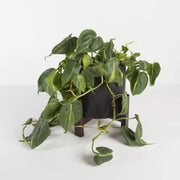 Urban Sprouts Plant Pothos 'Brasil'