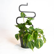 Pothos 'Brasil' 6" - Urban Sprouts