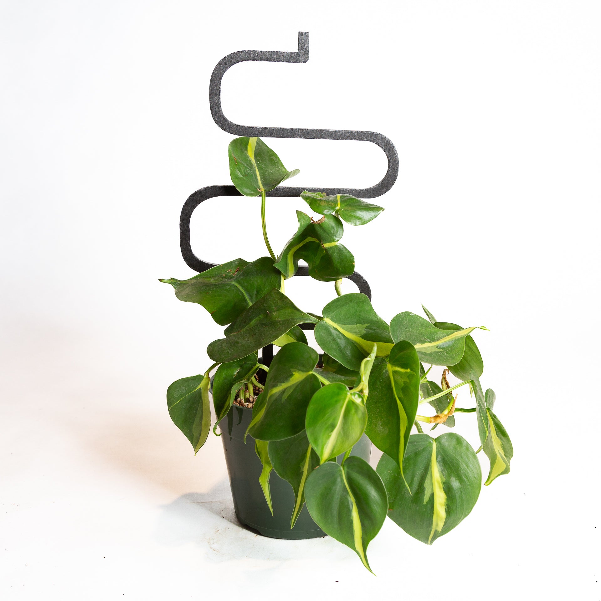 Pothos 'Brasil' 6" - Urban Sprouts
