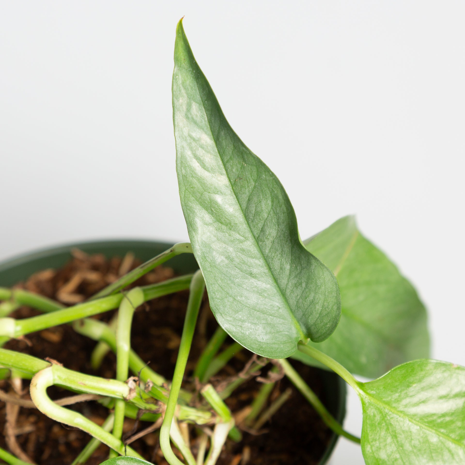 Pothos 'Cebu Blue' 6" - Urban Sprouts
