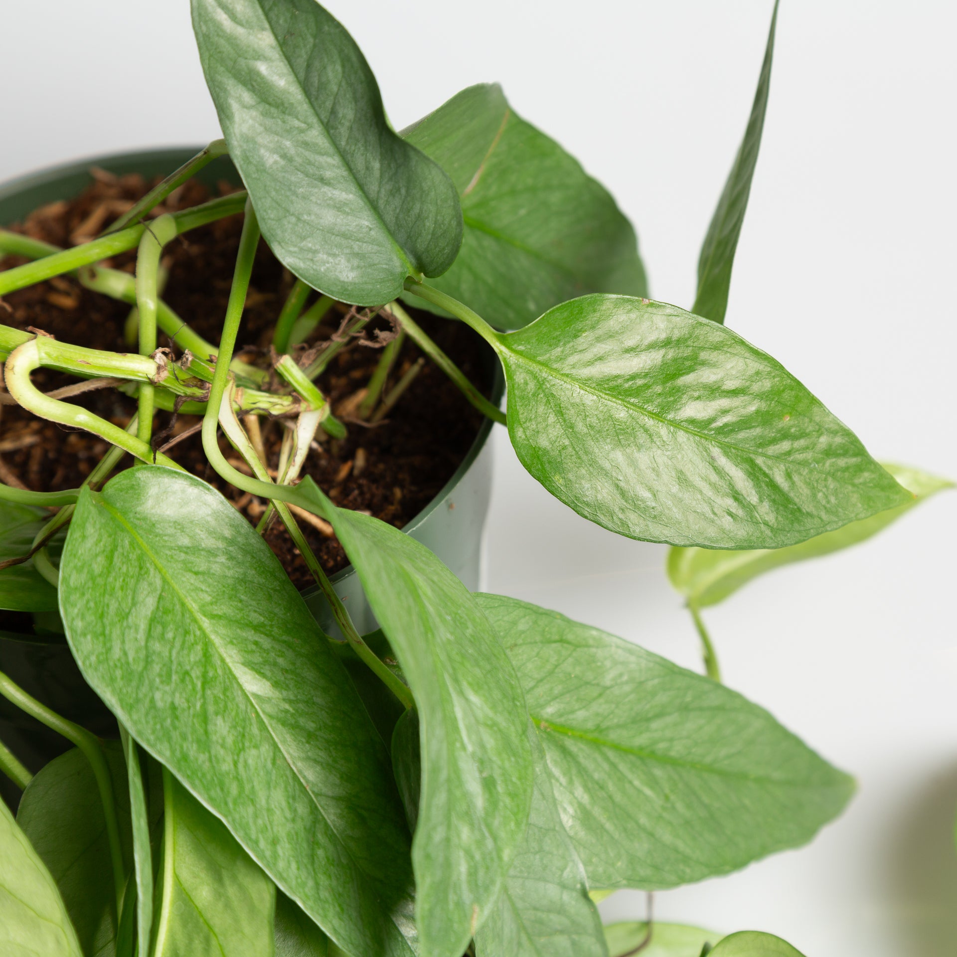 Pothos 'Cebu Blue' 6" - Urban Sprouts