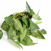 Pothos 'Cebu Blue' 6" - Urban Sprouts
