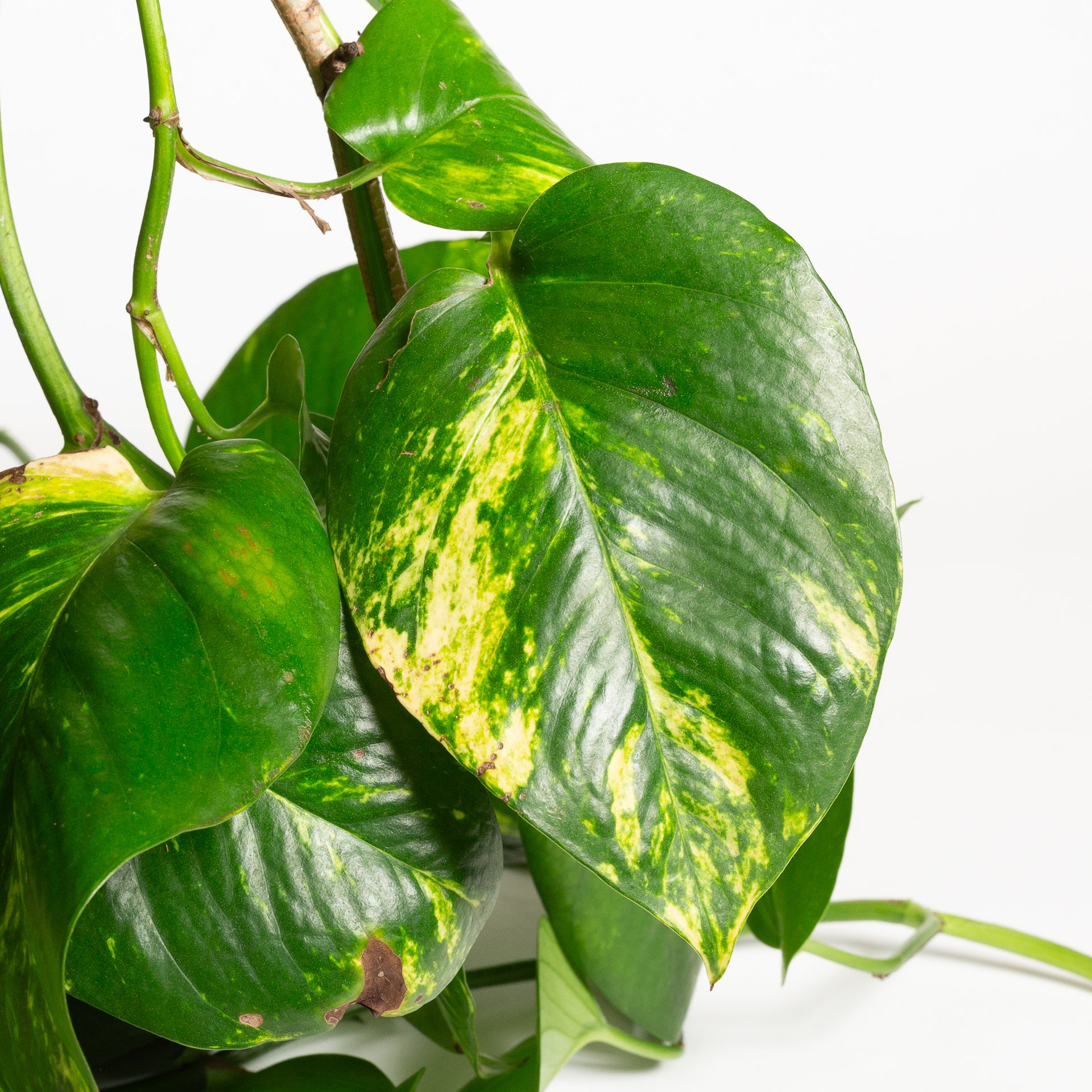 Pothos 'Golden' 10" XLong