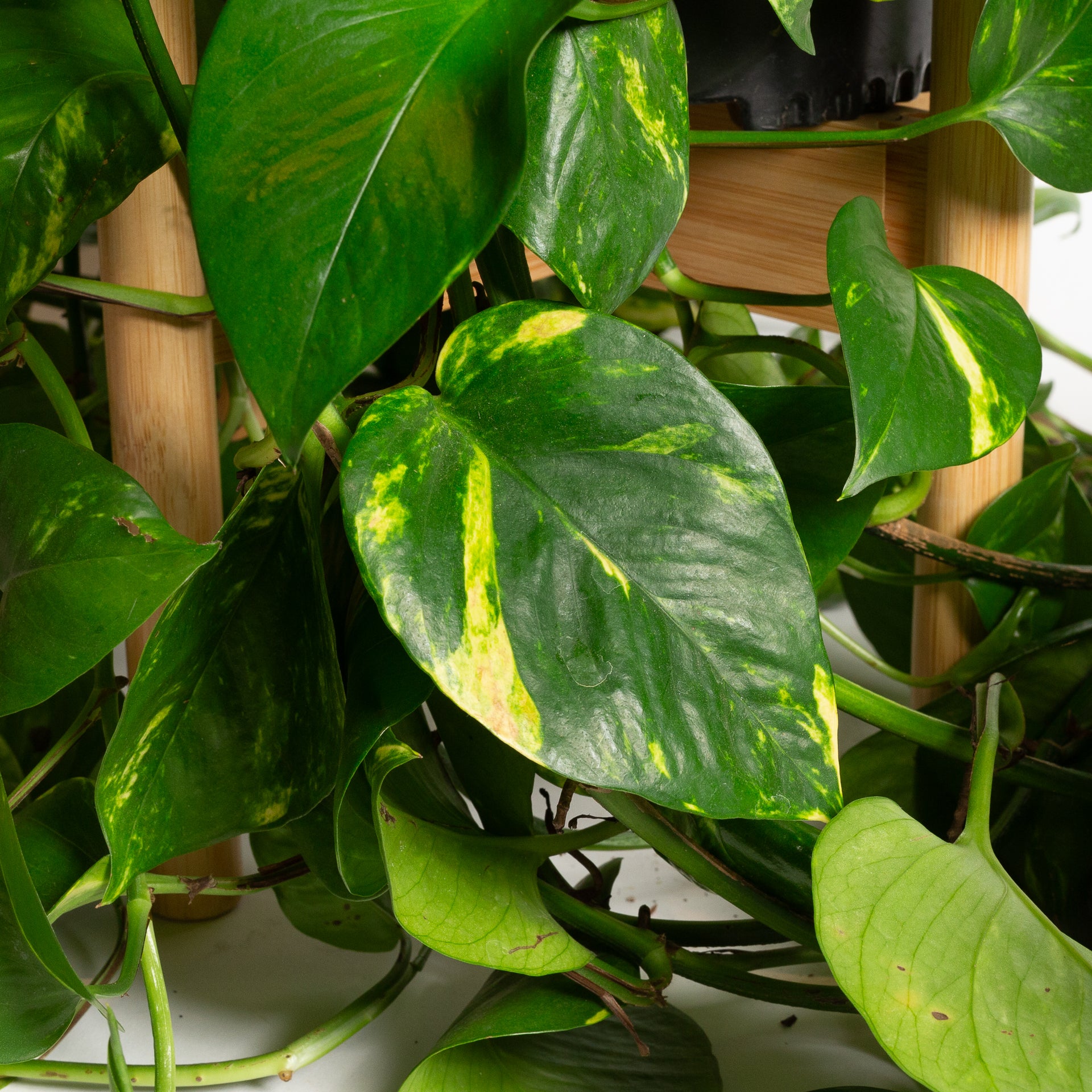 Pothos 'Golden' 10" XLong - Urban Sprouts