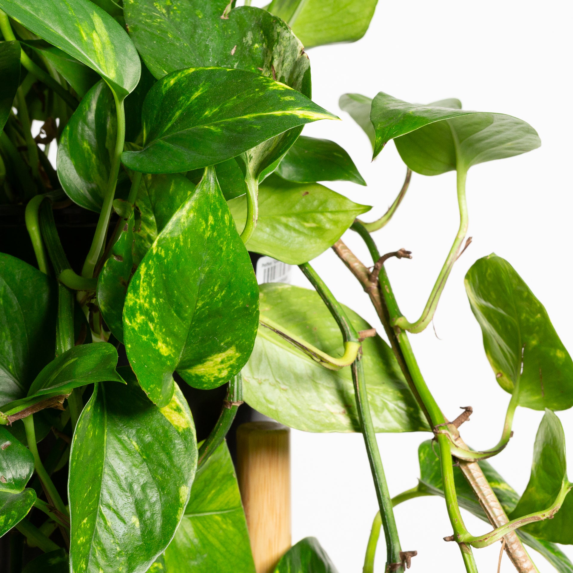 Pothos 'Golden' 10" XLong - Urban Sprouts