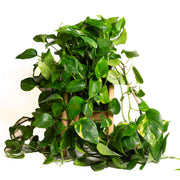 Pothos 'Golden' 10" XLong - Urban Sprouts