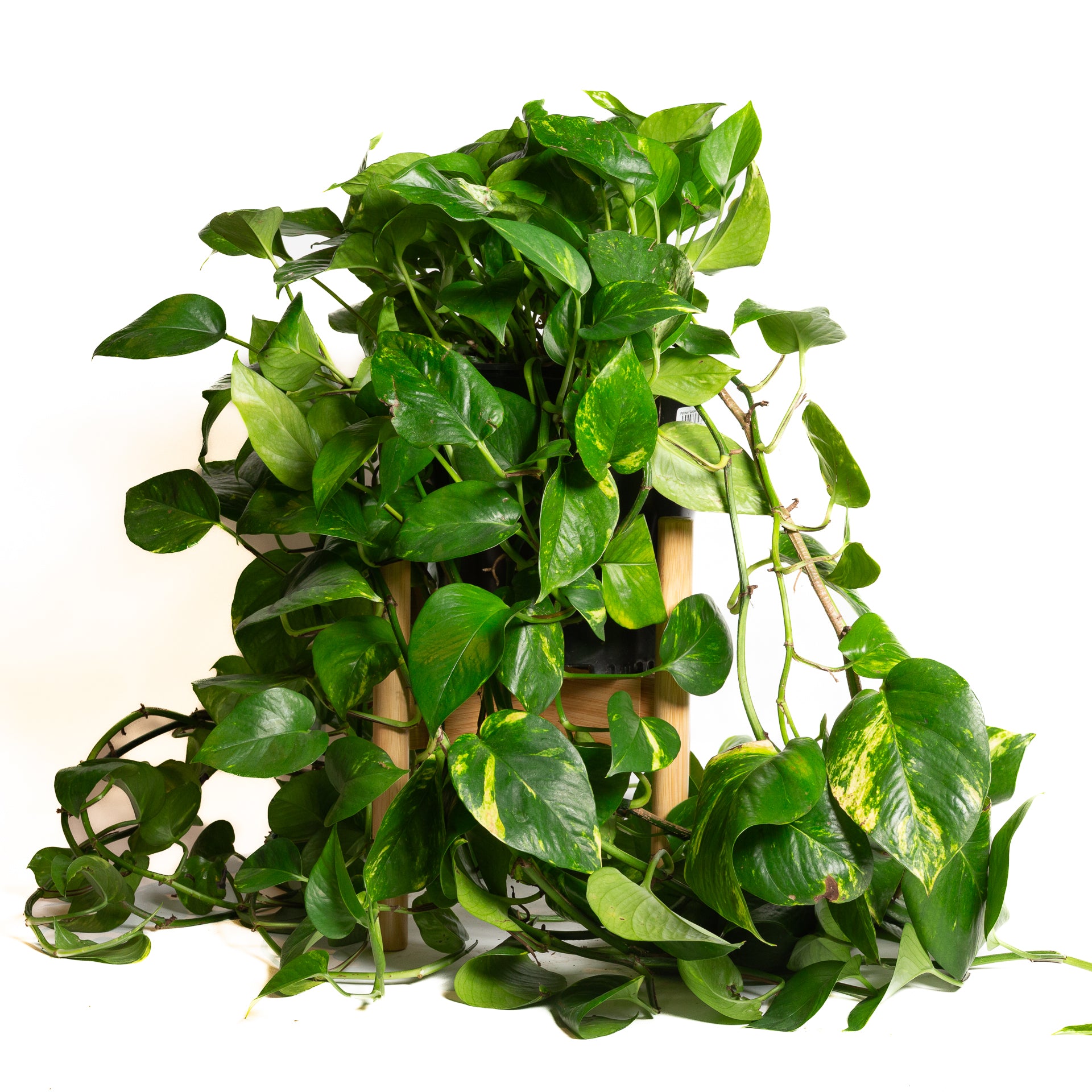 Pothos 'Golden' 10" XLong - Urban Sprouts