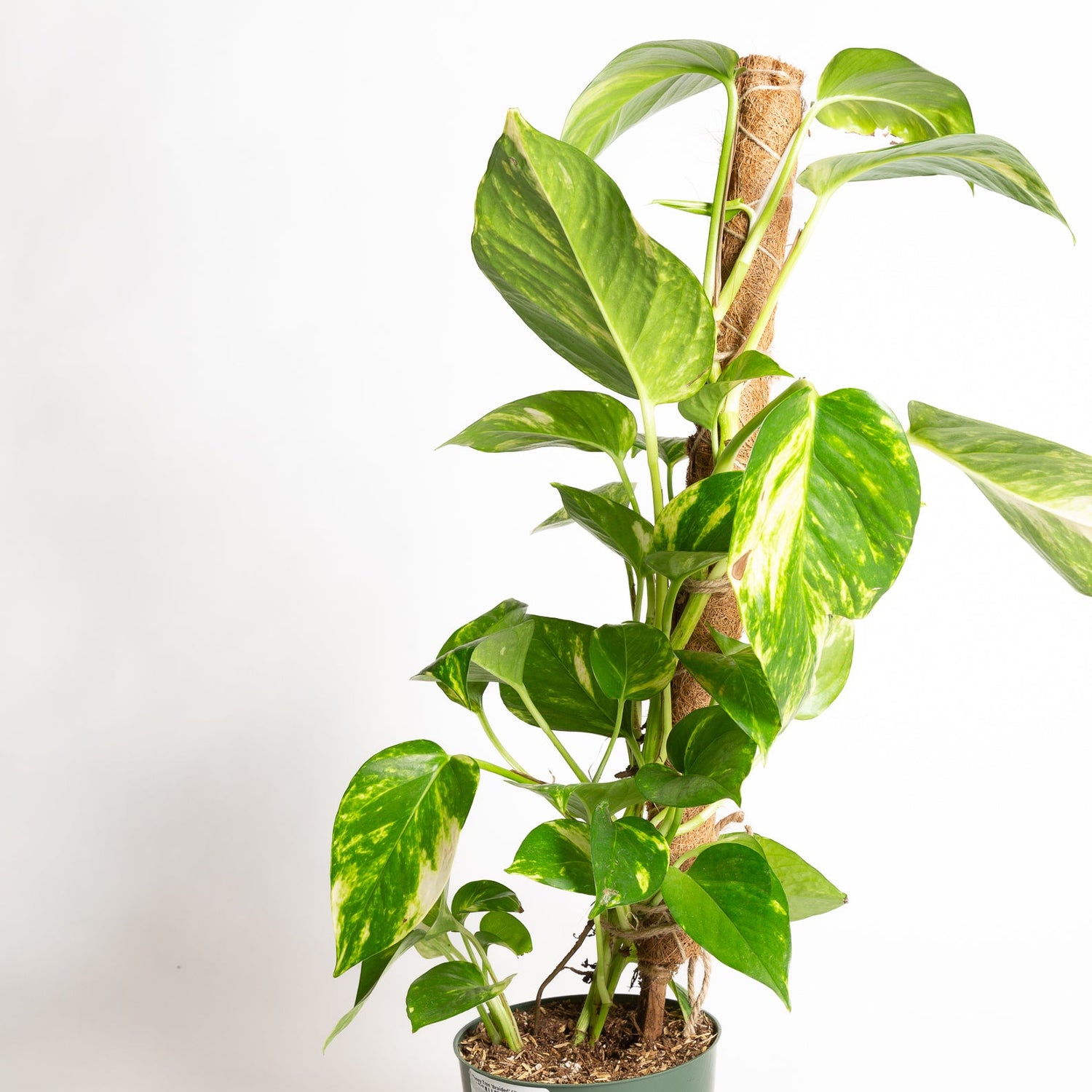 Pothos 'Golden' 6" w/ Moss Pole - Urban Sprouts