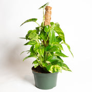 Pothos 'Golden' 8" Pole - Urban Sprouts